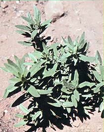 Hyssop adds a minty flavor to meals and can also be used to form a decorative two-foot-high hedge.